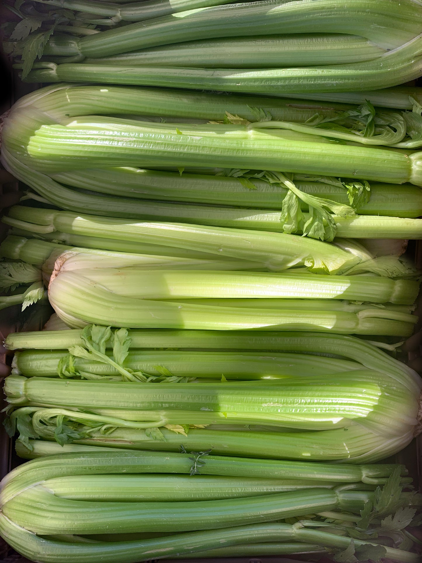Celery