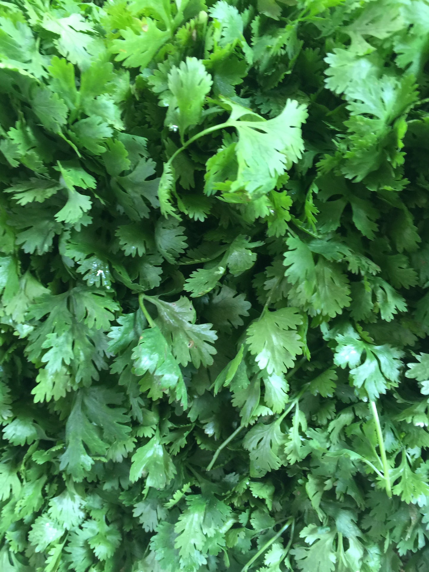 Cilantro