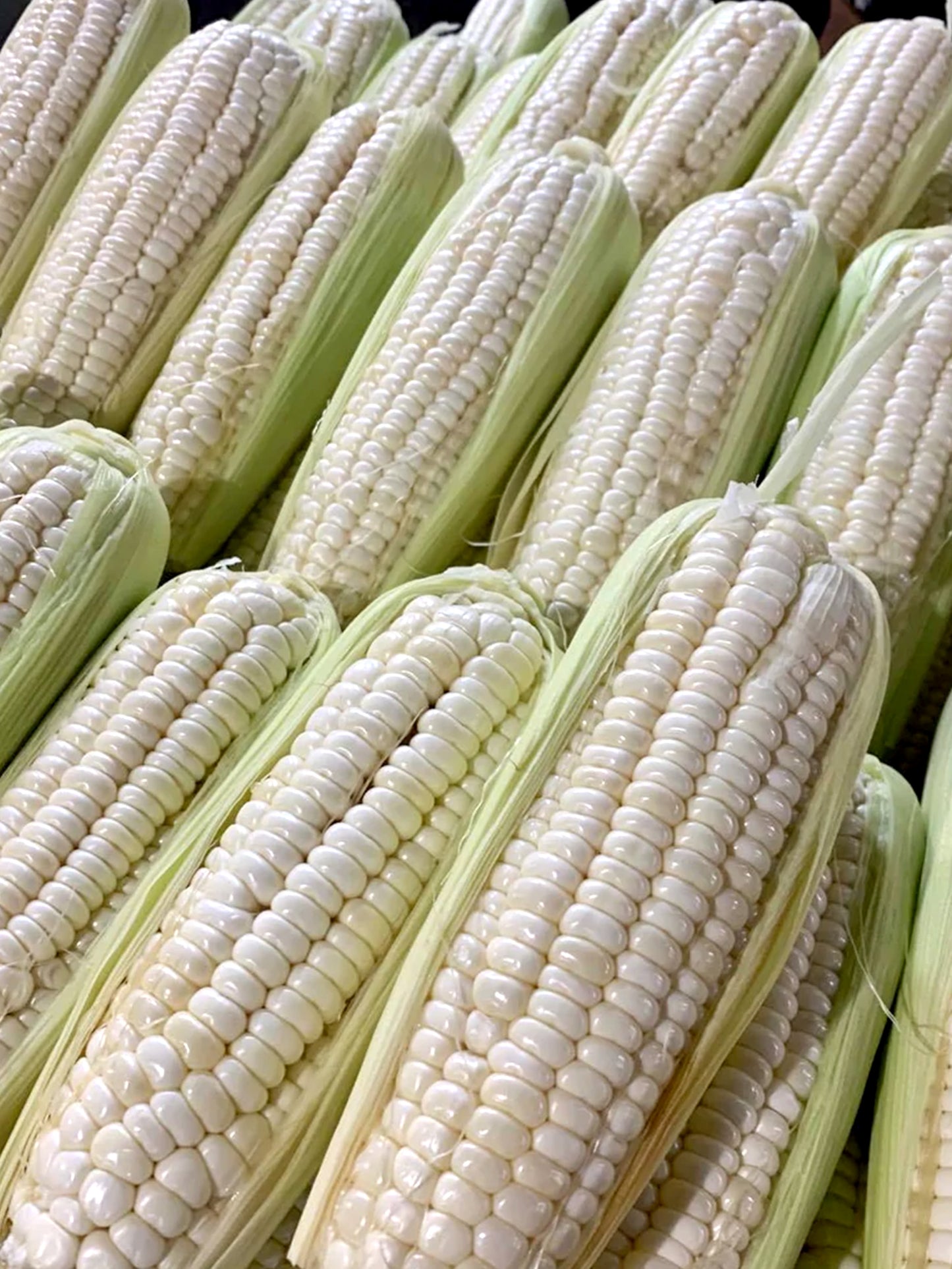 Corn White