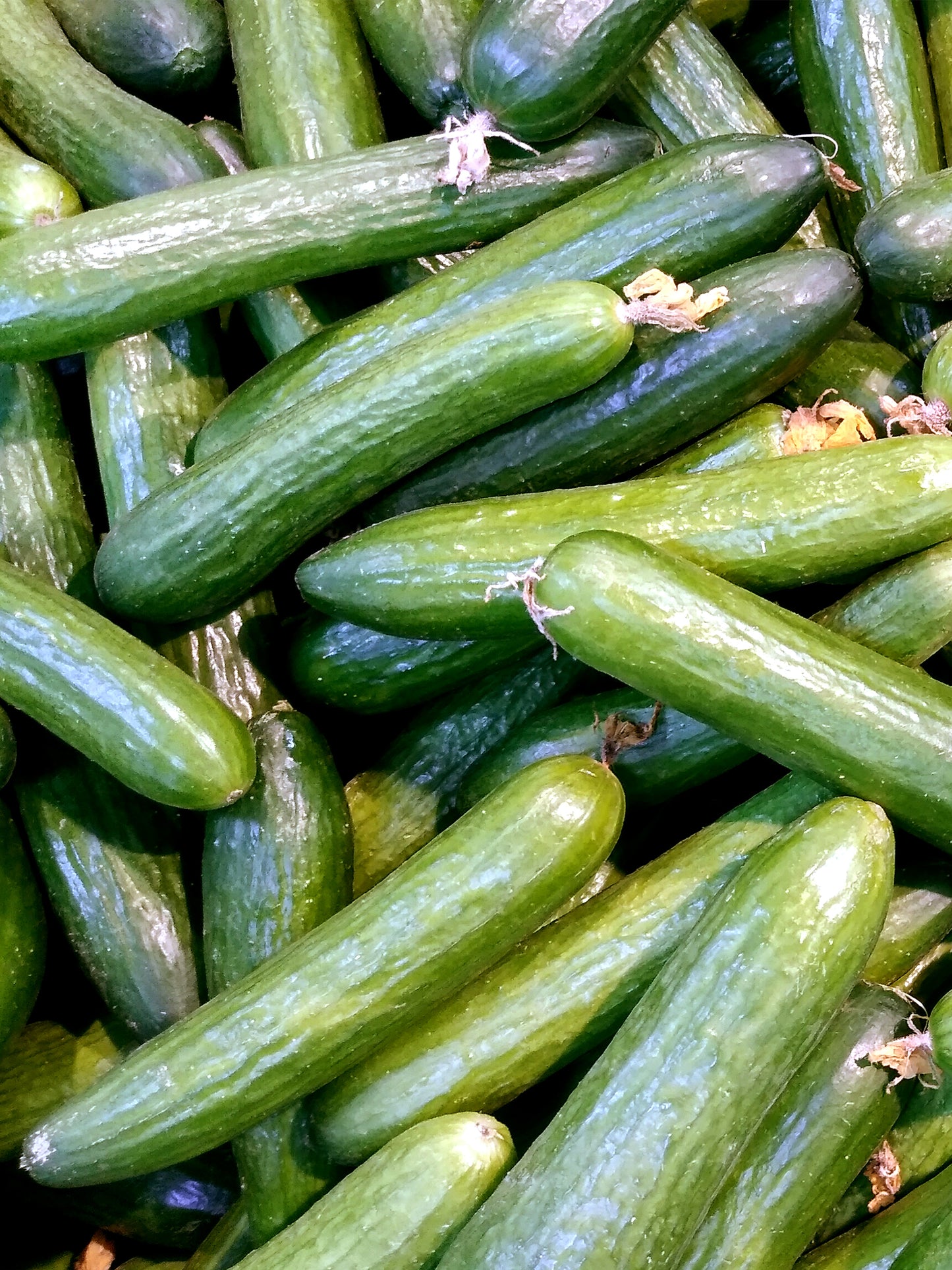 Cucumbers