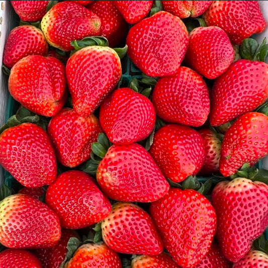 Strawberries Full Flat (Preorder)