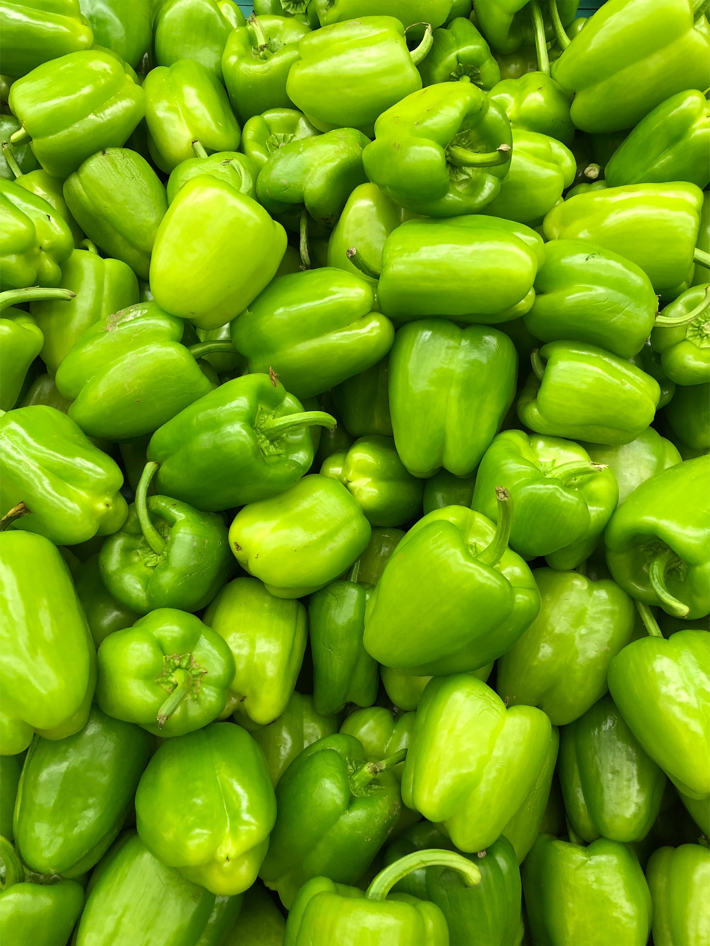 Bell Peppers Green