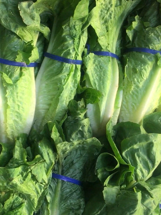 Lettuce Romaine